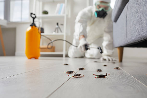Trusted Cockroach Control service in Harbison Canyon, CA - Nex Pest Control